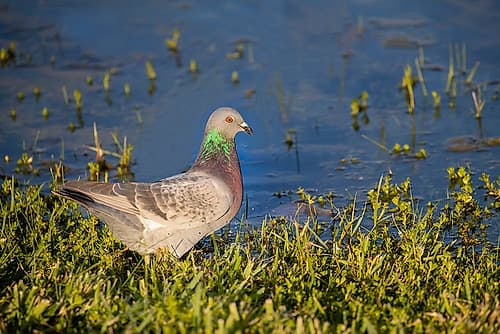 Rock dove drinking Art Print